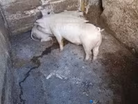 Babi (batch, jenis kelamin tidak disebutkan) — foto 1