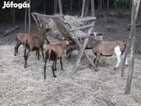 Baran, Cameroon sheep — zdjęcie 4