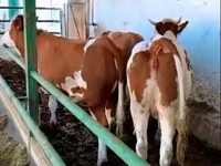 Tehén, Simmental cattle — 1. fotó