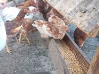 Chickens — foto 5