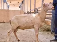 Ram, East Friesian Dairy sheep — photo 1