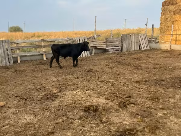 Sapi, Aberdeen-Angus