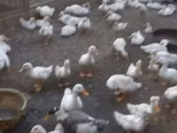 Ducks — عکس 2