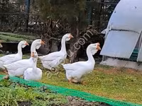 Geese — zdjęcie 1