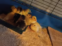 Ducks — լուսանկար 1