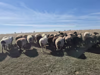 Oaie, Edilbay sheep — foto 5