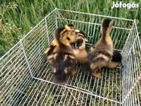 German Pekin — sawirka 4
