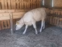 Үнээ, Charolais cattle — 2 зураг