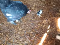 Chickens — عکس 5