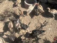 Chickens — ፎቶ 5