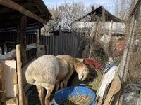 Berbec, Arashan sheep — foto 4