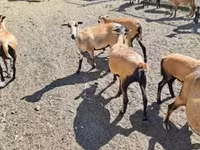 羊（ロット、性別未指定）, Cameroon sheep — 写真 1