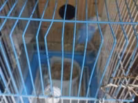 Dalmatin və mavi tonlarda iki cüt dalğıç (hulland) büdcə papuqayı — ფოტო 2