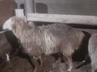 Овен, Hissar sheep — снимка 4