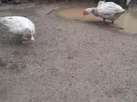 Ducks — foto 5