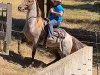 Kuda jantan, Rocky Mountain Horse — foto 3