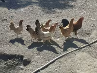 Chickens — ছবি 2