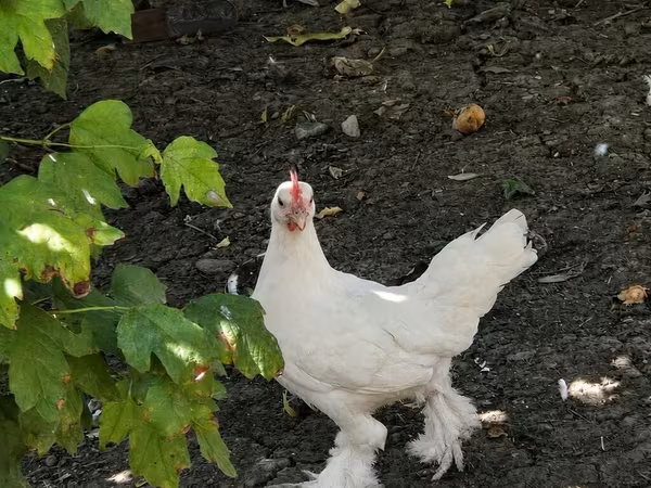 Chickens