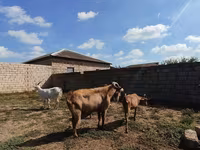 Kambing betina, Goats — foto 3