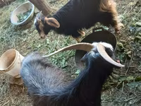 بز ماده, Alpine goat — عکس 1