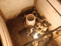 Ducks — عکس 3