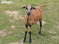 แกะตัวผู้, Cameroon sheep — รูปภาพ 1