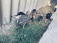 Chickens — عکس 3