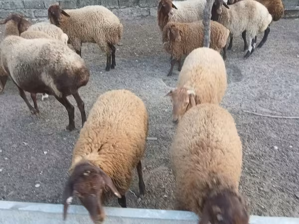 میش, گوسفند