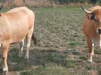Cow, Aubrac cattle — photo 2