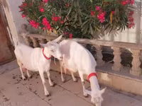 Get, Saanen goat — foto 3
