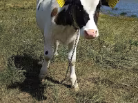 Tyre, Russian Black pied cattle — foto 4