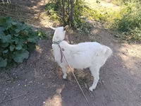 Ziege, Saanen goat — Foto 7