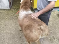 Montone, Arashan sheep — foto 4