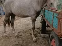Hengst, Paarden — foto 2