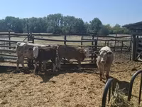 Lembu jantan, Simmental cattle — foto 4