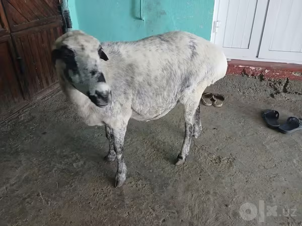 Domba betina, Sheep