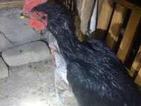 Chickens — عکس 1
