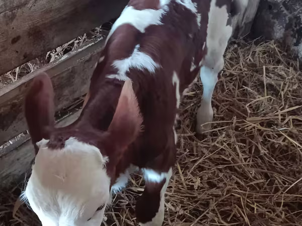 ხარი, Simmental cattle