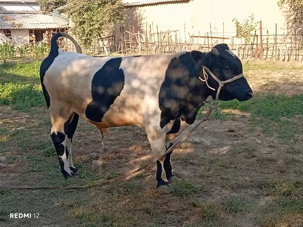 Byk, Bydło