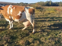 گاو ماده, Simmental cattle — عکس 3