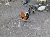 Chickens — 照片 3