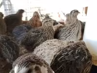 Quails — الصورة 2