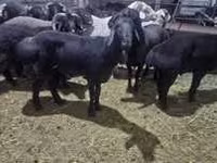 Berbec, Hissar sheep — foto 6