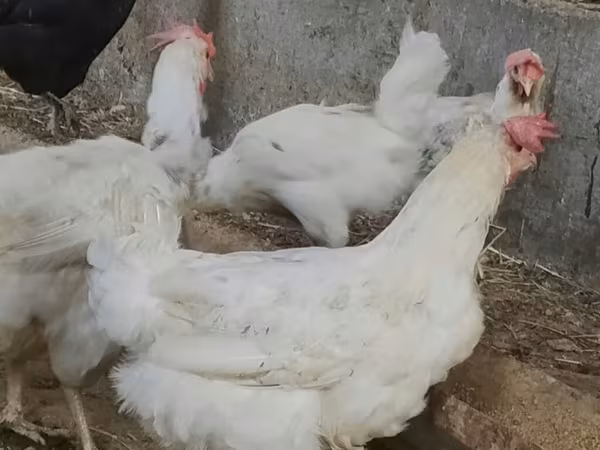Chickens — Kyrgyzstan