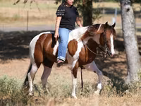 Horse (M), American paint horse — photo 6