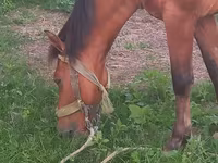 Hingst, Heste — foto 4