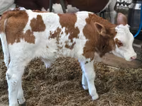 Toro, Simmental cattle — foto 2