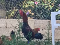 Chickens — عکس 4