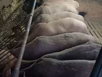 Խոյ, Arashan sheep — լուսանկար 7