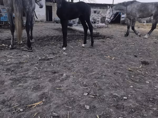 Kobyła, Konie — Mołdawia